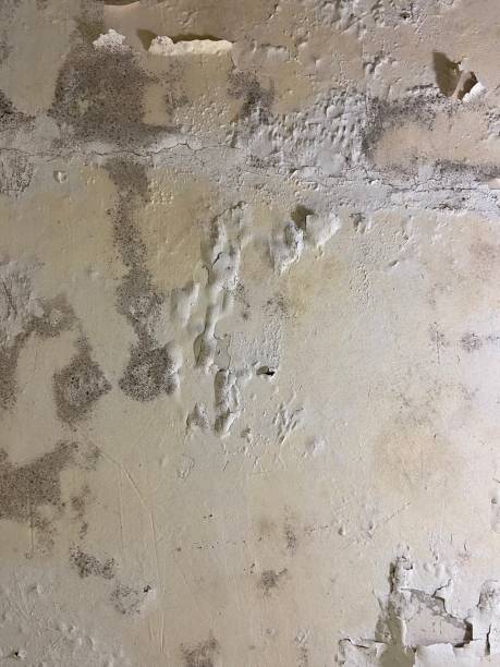 Reliable Gettysburg, PA Mold Removal Solutions