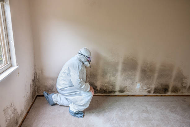 Best Mold Damage Repair  in Gettysburg, PA