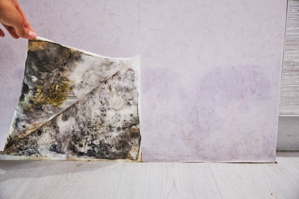 Best Certified Mold Removal  in Gettysburg, PA